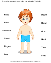 This parts of the body tracing worksheet will take their learning to the next level. Download And Print Turtle Diary S Parts Of Human Body Workshe Attivita Di Apprendimento In Eta Prescolastica Apprendimento In Eta Prescolastica Parti Del Corpo