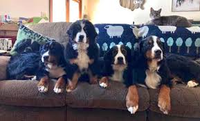 Match two or more blocks of the same color to clear the level and save the like us on facebook or follow us on twitter for the latest news: Heart Of Michigan Bernese Mountain Dog Rescue Home Facebook