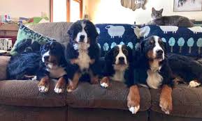 We are a small breeder in the grand rapids area. Heart Of Michigan Bernese Mountain Dog Rescue Home Facebook