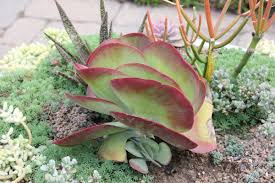 Image result for kalanchoe thyrsiflora