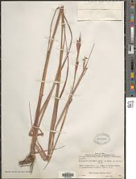 Image result for Hyparrhenia bracteata