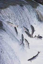 Eric sohn x reader genre. Photographic Print Salmon Swimming Up A Waterfall By Dlillc 24x16in In 2021 Fish Salmon Fishing Fishing Trip
