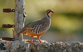 Image result for Alectoris rufa