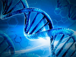 Image result for dna