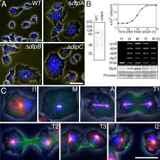The cell plate is synthetized by a specialized structure called the phragmoplast, which contains bipolar microtubules that polymerize to form a framework with the plus ends at or near the division site. Evolutionary Linkage Between Eukaryotic Cytokinesis And Chloroplast Division By Dynamin Proteins Pnas