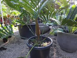 Image result for Stangeria eriopus