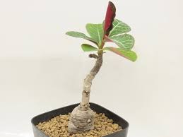 Image result for Monadenium pseudoracemosum
