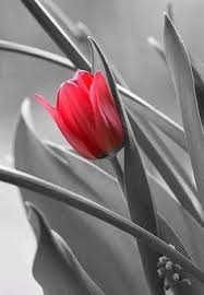 Black And White Picture With Color Accents Black And White Nature Photography With Color Accents Color Splash Photography Color Splash Red Tulips