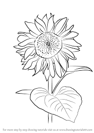 Learn How To Draw Sunflower Plant Sunflower Step By Step Drawing Tutorials Select from 35450 printable crafts of cartoons, nature, animals, bible and many more. learn how to draw sunflower plant