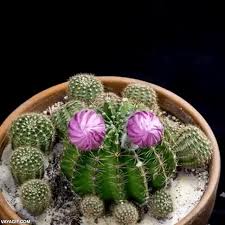 Si no estás atento perderás su floración. Vaya Gif Hasta El Cactus Con Mas Pinchos Tiene Su Momento De Florecer