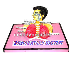 Check spelling or type a new query. Biology Models Structure Of Ear With Lights Model Manufacturer From New Delhi