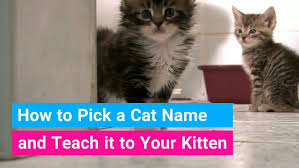 Would you like to write for us? Japanese Cat Names Stunning Names For Cats 200 Ideas