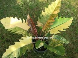 Rare Philodendron Bipinnatum Varigated Very Beautiful Variegated Limited Rare1 Ebay Philodendron Plant Variegated Plants Plants