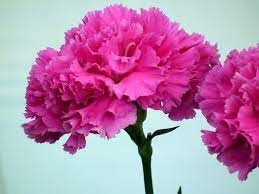 Find great deals on ebay for pink carnation flowers. Pink Carnation Wallpapers Wallpaper Cave