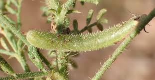 Image result for Indigofera heterotricha