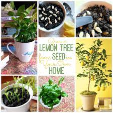Grow A Lemon Tree From Seed In Your Own Home Lemon Tree From Seed Growing Lemon Trees Growing Vegetables