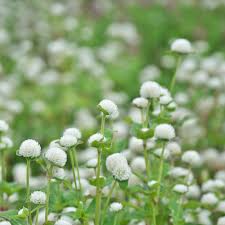 Image result for Gomphrena globosa