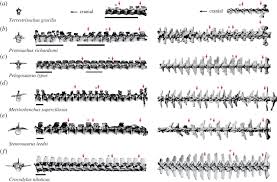 The reason why they are so much more flexible than human vertebrae is due to the fact that the vertebra are connected by ball and socket joints enabling more neck flexibility. Morphological And Functional Changes In The Vertebral Column With Increasing Aquatic Adaptation In Crocodylomorphs Royal Society Open Science