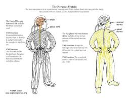 The cns is so named because the brain integrates the received information and coordinates and influences the activity of all parts of the bodies of bilaterally symmetric animals—i.e. Nervous System Parts The Central Nervous System