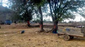 Landscape architects use tree wells if they need to raise soil around existing trees; Raising Soil Grade Protecting Existing Trees Homeowners Tree Advice Forum Arbtalk The Social Network For Arborists