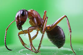 The inspection of my house was thorough. Albany And Saratoga Pest Control Insect Wildlife Management Absolute Pest Control