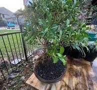 When to prune and wire ficus microcarpa bonsai?