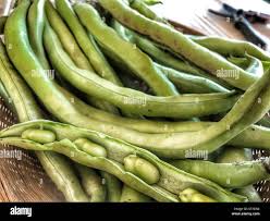Image result for Vicia faba