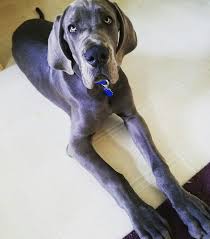 Find the perfect great dane puppy for sale in minnesota, mn at puppyfind.com. 20 Weeks Old Blue Great Dane Puppy Fergus Dane Puppies Blue Great Dane Blue Great Dane Puppy