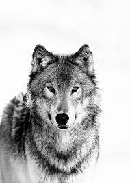 wolf b w poster in der gruppe poster grossen und formate 50x70cm bei desenio ab 3548 schwarze tiere schwarz weiss bilder bilder