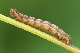 Image result for Cosmorhoe ocellata