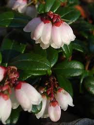 Image result for Vaccinium madagascariense