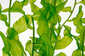 Image result for Potamogeton crispus