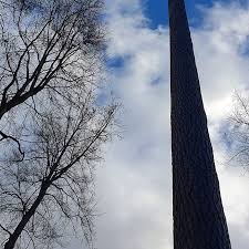 Oh Tannenbaum Tanne Stamm Wald Konizbergwald Koenizbergwald Bluesky Clouds Wolkenamhimmel Weihnachten Weihnachtstag Wald Tree Trunk Tree Instagram