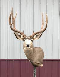 Van dyke's offers 6 series of mule deer gameheads. Mule Deer Taxidermy Mounts Stehling S Taxidermy