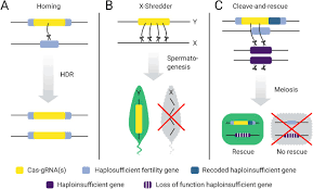 Experiments in mice suggest that the technology has a long way to go before being used for pest control in the wild. Novel Combination Of Crispr Based Gene Drives Eliminates Resistance And Localises Spread Biorxiv
