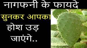 Hinglish me aapko hindi facts,hindi biography, health ki jankari ke sath sath movies & entertainment aur duniya bhar ki news aapko hindi me deta hai. Nagfani Ke Gharelu Fayde How To Get Fair Skin At Home Benefits Of Cactus Beauty Tips Whitening Youtube