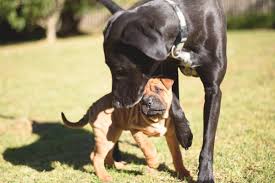 Maybe you would like to learn more about one of these? Introducing Your Puppy To Other Dogs Our Advice Hub Good Boy