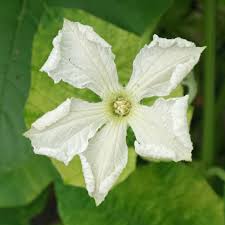 Image result for Lagenaria siceraria