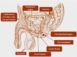 What is the reflectivity of the buck's fascia? Anatomy Of Pelvis With Description Of Perineal Fascia Fascia Download Scientific Diagram