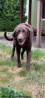 However, our feelings linger, long after. My Way Home Dog Rescue Home Facebook