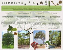 Image result for Julbernardia paniculata