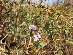 Image result for Plumbago ituriensis