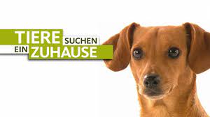 Für verletzte tiere gibt es in der wesermarsch einen kleinen zufluchtsort. Tiere Suchen Ein Zuhause Ard Mediathek