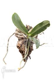 Image result for Aerangis ugandensis