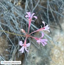 Image result for Pelargonium alchemilloides