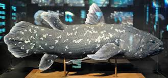 Image result for Coelachne