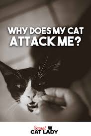Why Does My Cat Attack Me In 2020 Cat Attack Cats Cat Problems