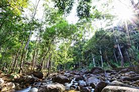 Btw you should be able to consults/deals with the jabatan perhutanan johor on matter relating to batu pahat area. Hutan Lipur Negeri Johor Forestry Department Peninsular Malaysia