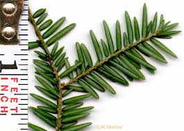 Namethatplant Net Image Of Tsuga Canadensis