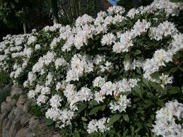 Image Result For Rhododendron Hedge White Gardens Rhododendron Shade Garden
